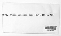 Phomopsis venenosa image